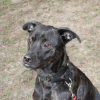 Martingale Dog Collar - Black - Image 3