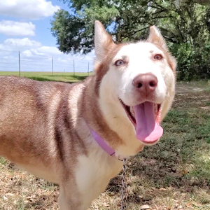 Kotah ADoptable Female Husky