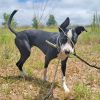 Stick of the Day - Allie Adoptable Dogs Rescue