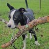 Large Stick of the Day -Allie Adoptable Dogs Rescue