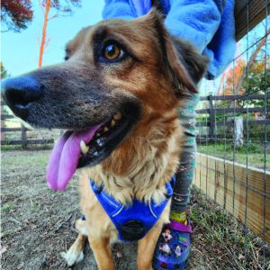 Buddy Adoptable Pomeranian Pup