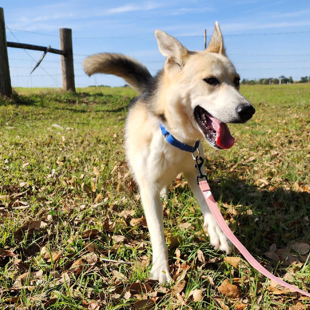 Bella Adoptable Pets Furever Paws Animal Rescue Florida