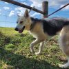Bella Adoptable Pets Furever Paws Animal Rescue Florida