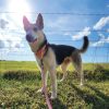 Daisy Adoptable Pets Furever Paws Animal Rescue Florida