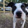 Dottie Adoptable Dog