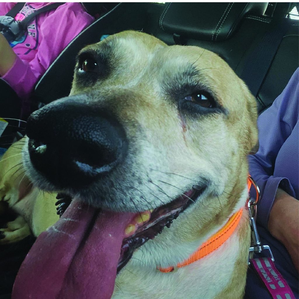 Ella Adoptable Dogs FPAR