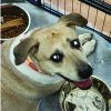 Ella Adoptable Dogs FPAR